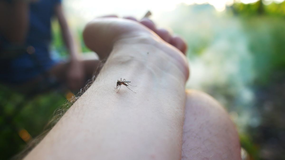 Insektenstiche in Tuttlingen: Erste Hilfe, richtige Behandlu